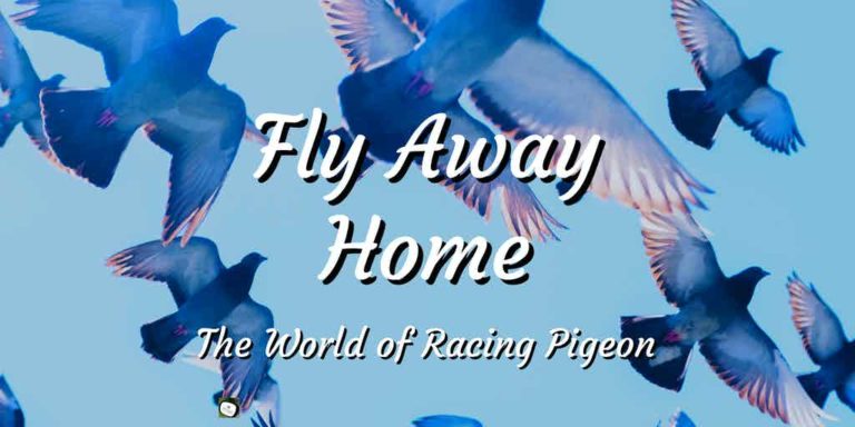 pigeon in flight