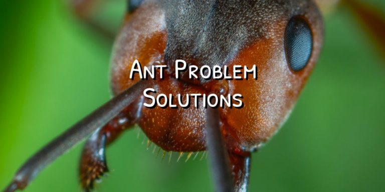 ant feature