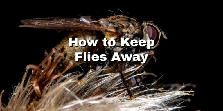 a fly