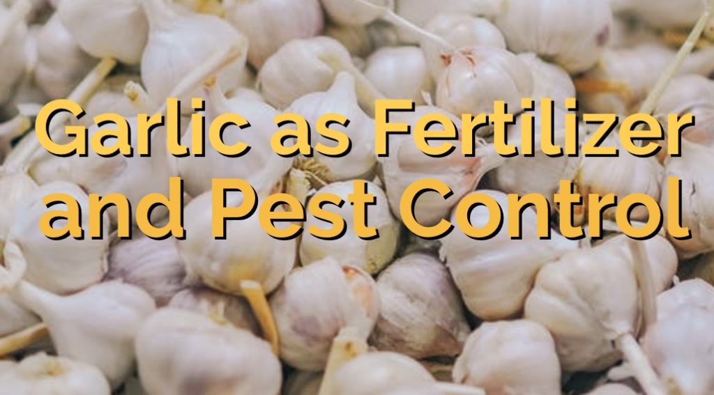 garlic as fertilizer