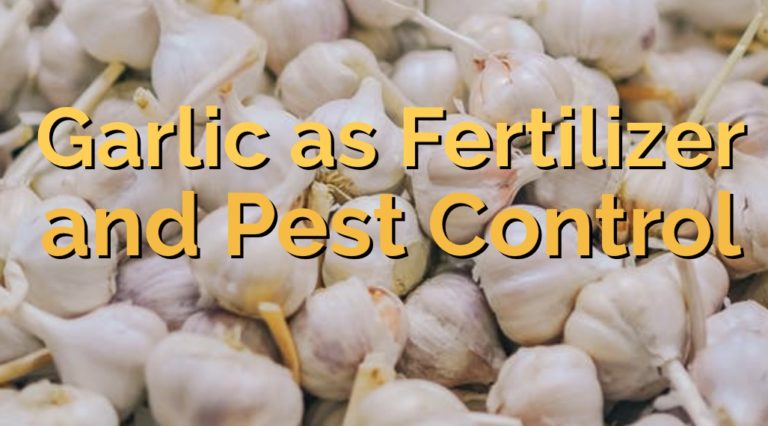 garlic as fertilizer