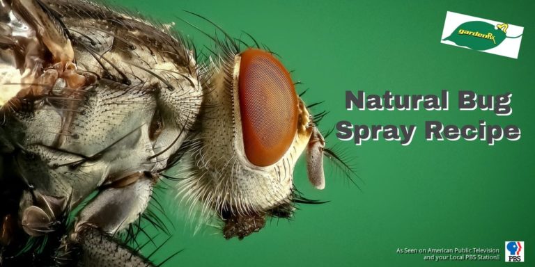 close up of an insect