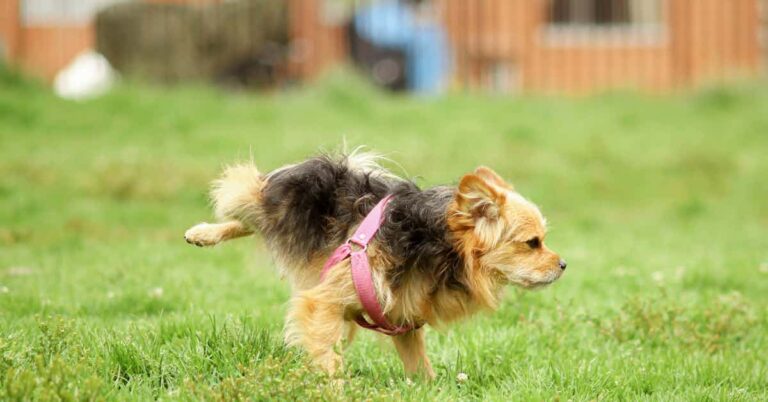 a little dog pees