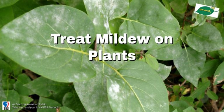 white powdery mildew on green leaves