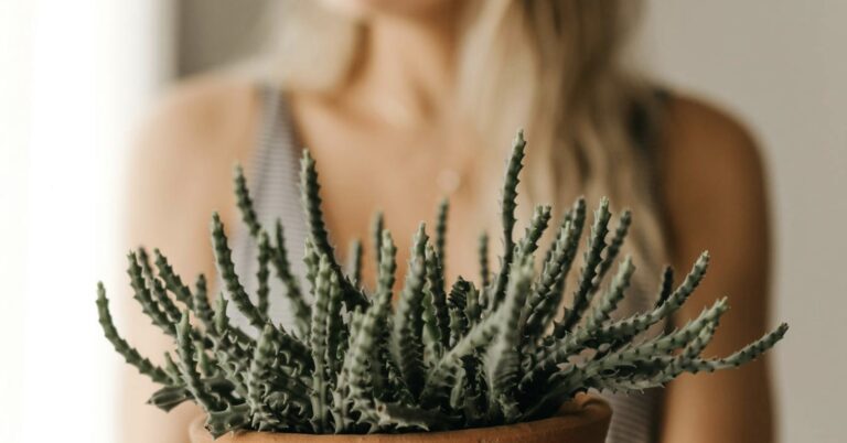 A cactus