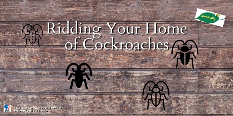 roaches banner
