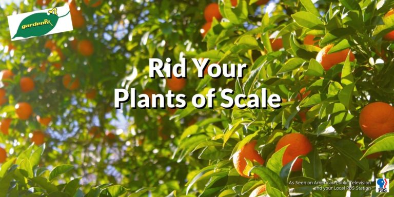 scale feature