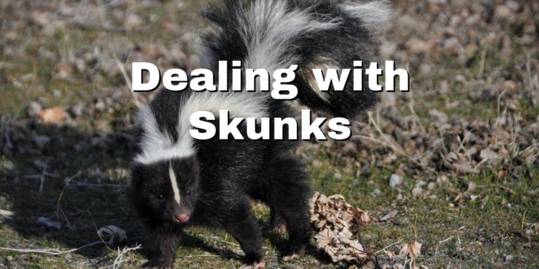 skunk