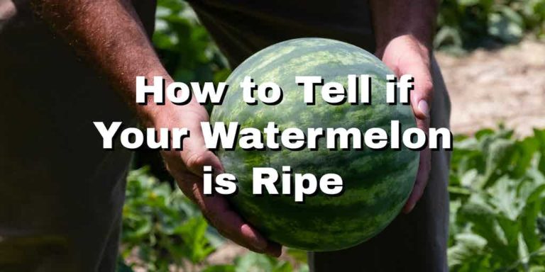 watermelon