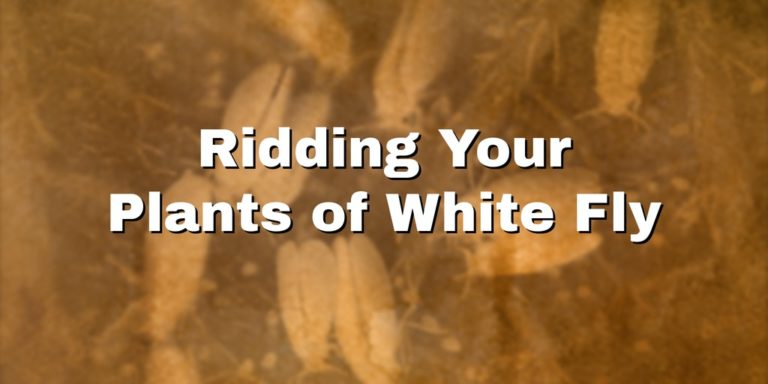 graphic for white fly