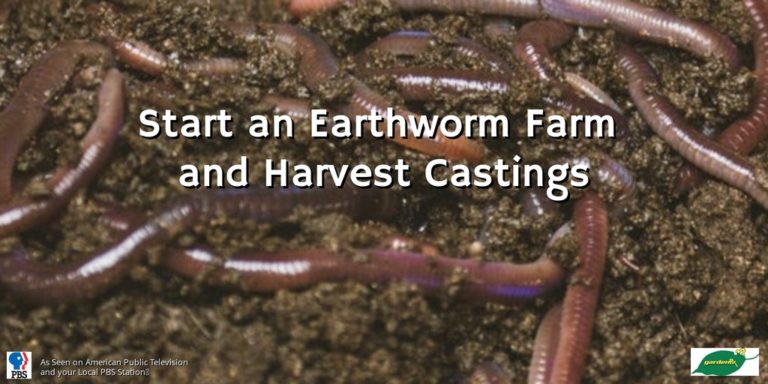 garden worms