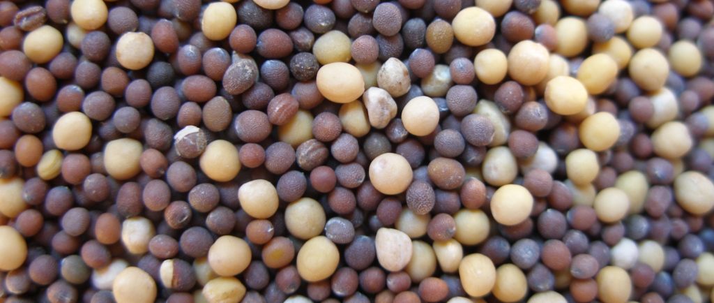 mustard seed