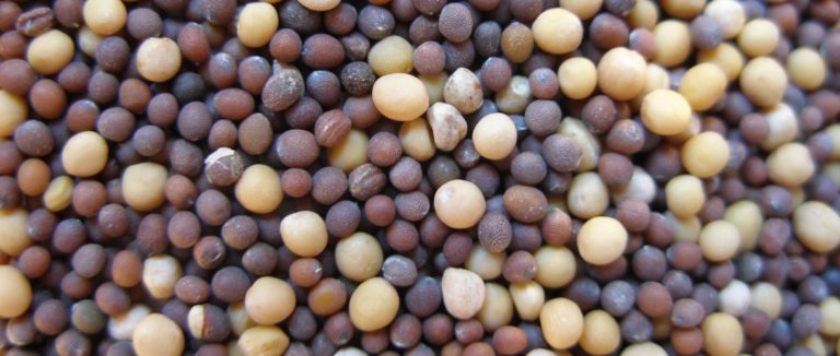 mustard seed