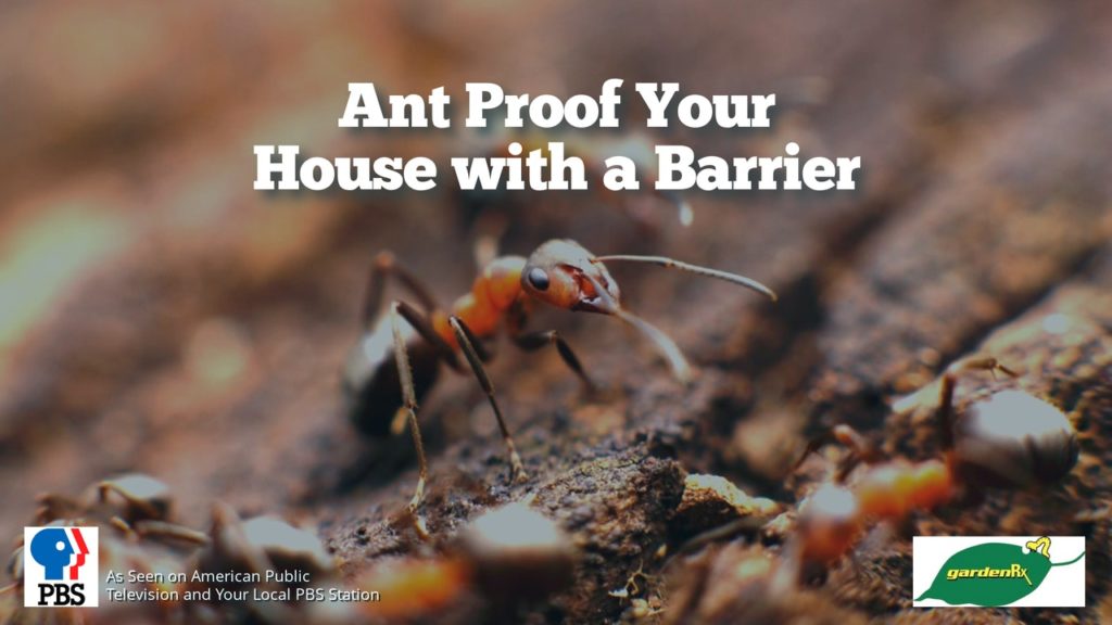 Ant Proof Your House