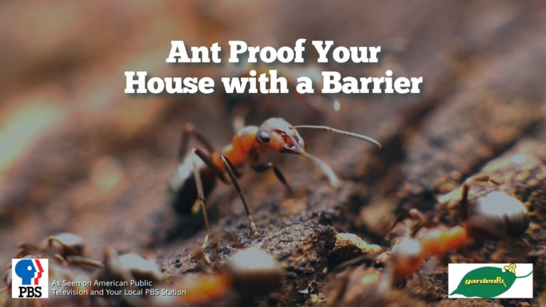Ant Proof Your House