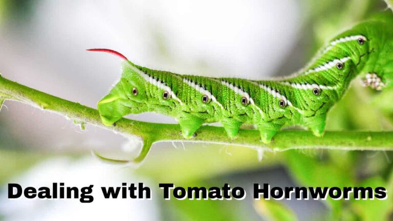 tomato hornworm