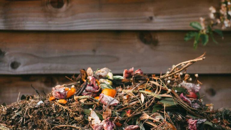 compost heap