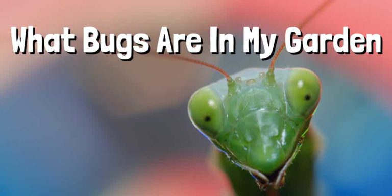 praying mantis