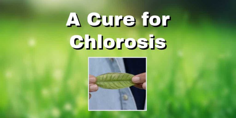 a leaf with chlorosis