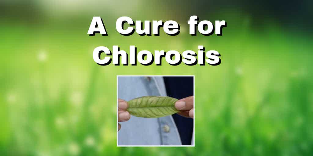 a leaf with chlorosis