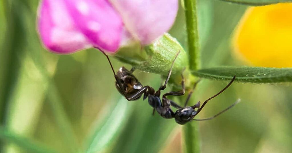 ants