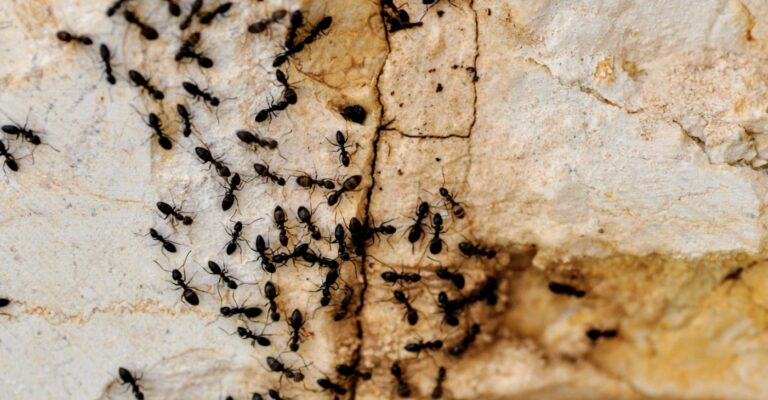 ants