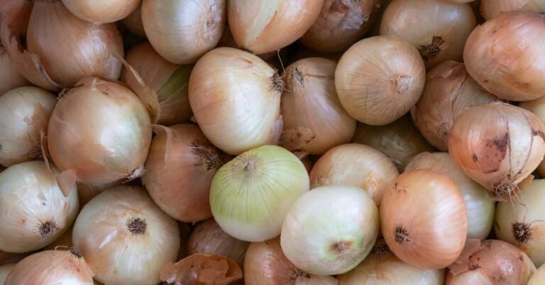 Many onions in a box