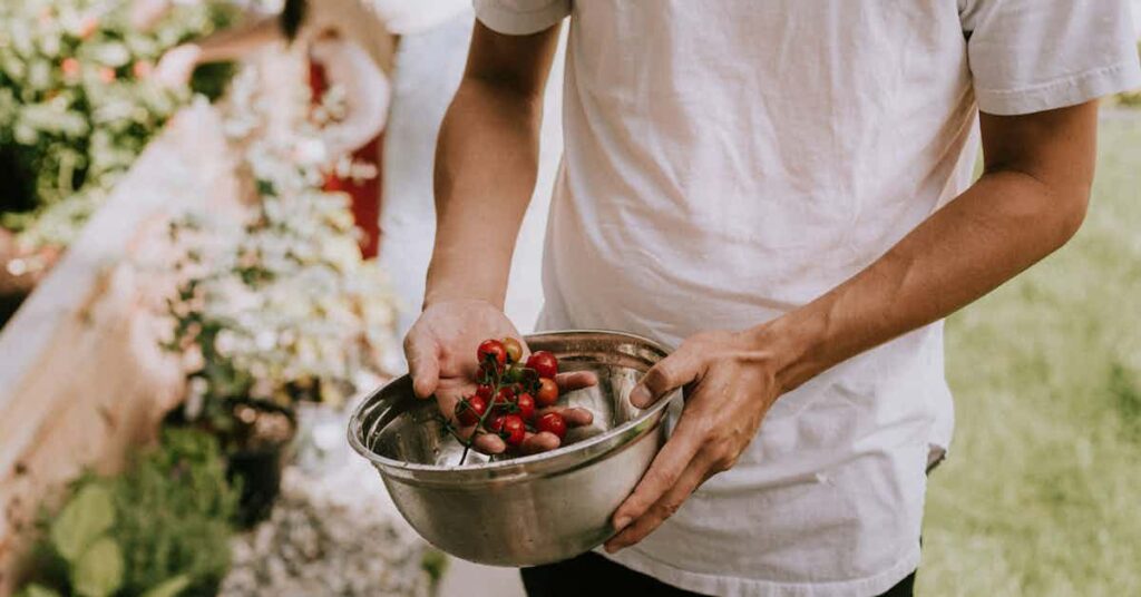 picking tomatoes