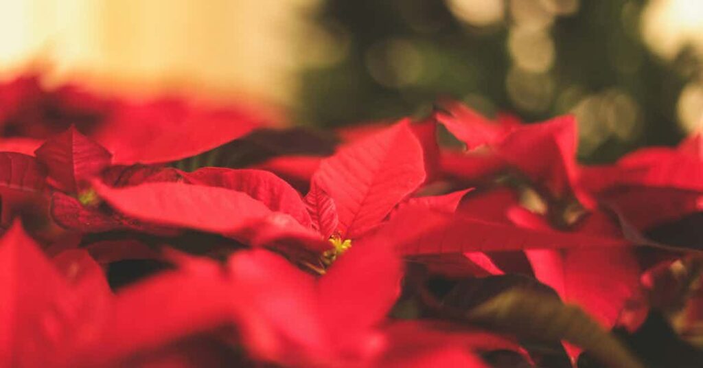 poinsettia