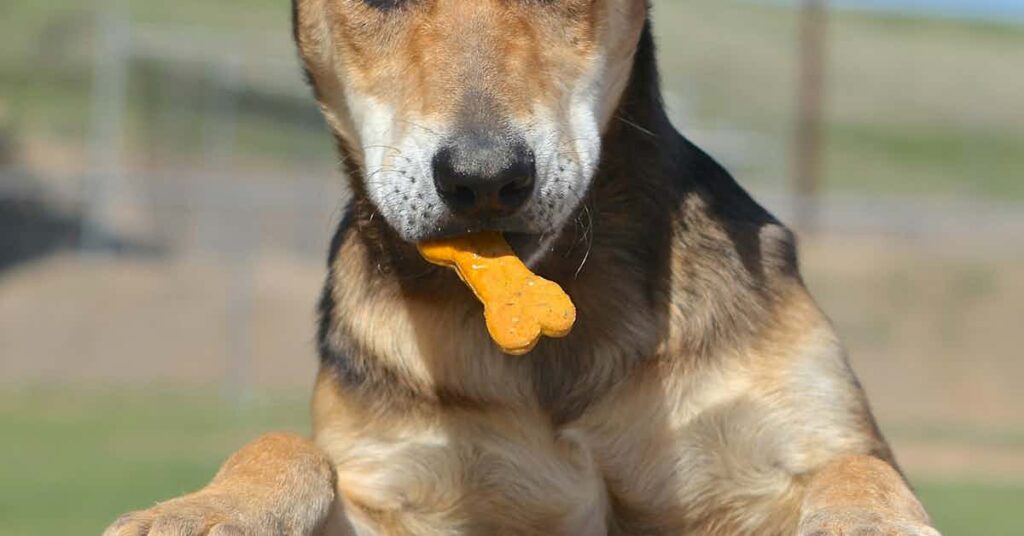 a dog with a bone shape biscuit