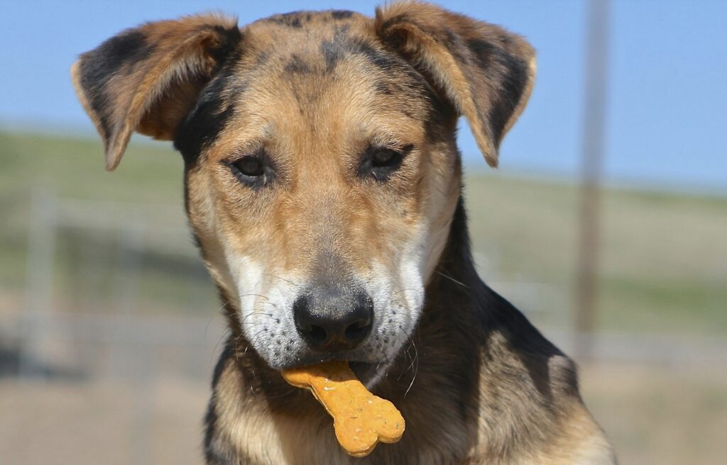 dog with a biscuit