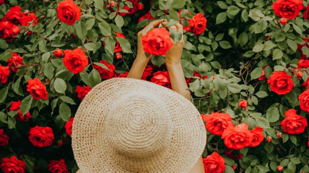 roses