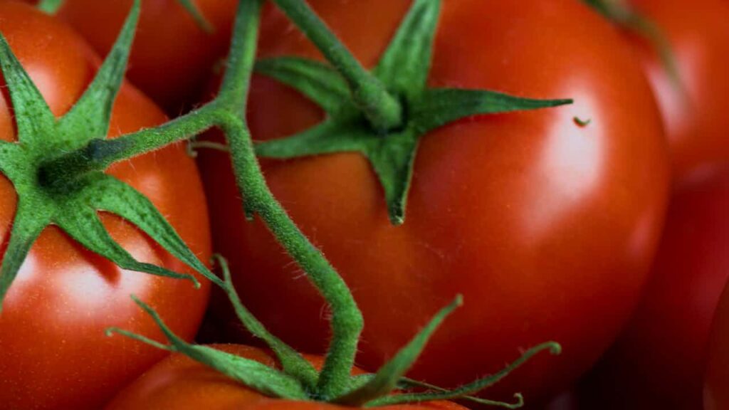 tomatoes in pots