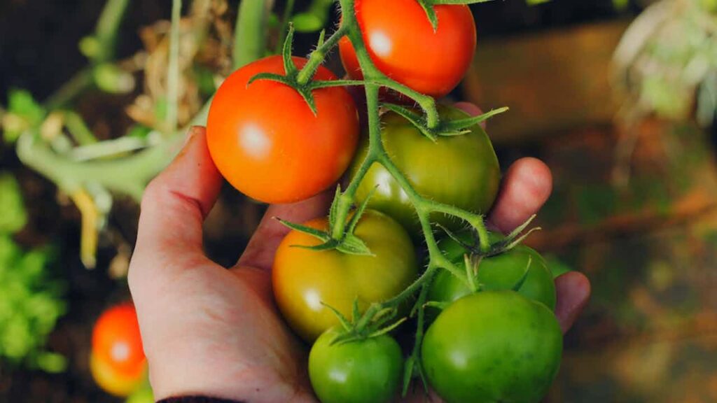 Growing tomatoes