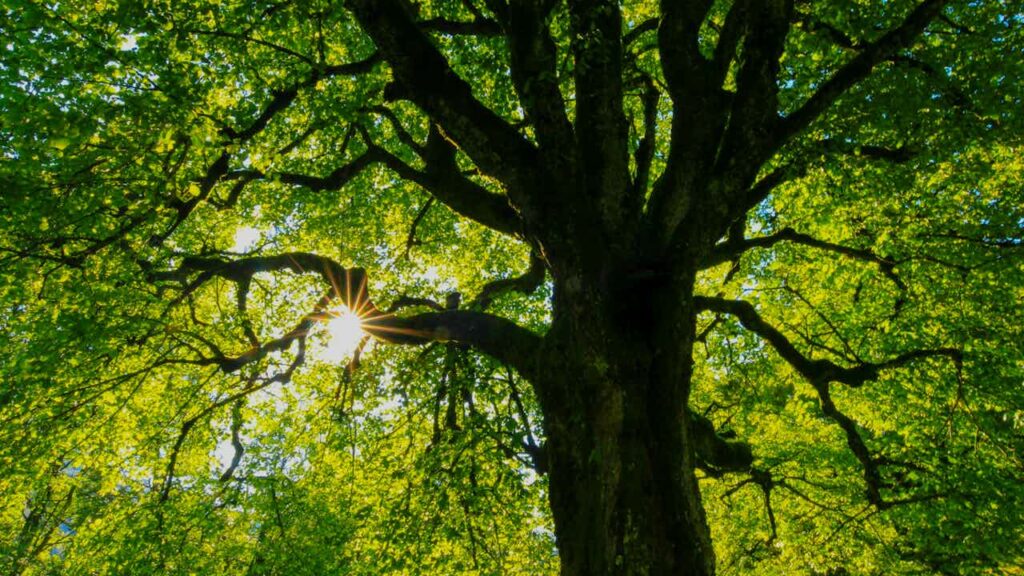 trees