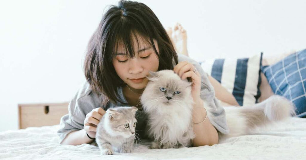calming pets