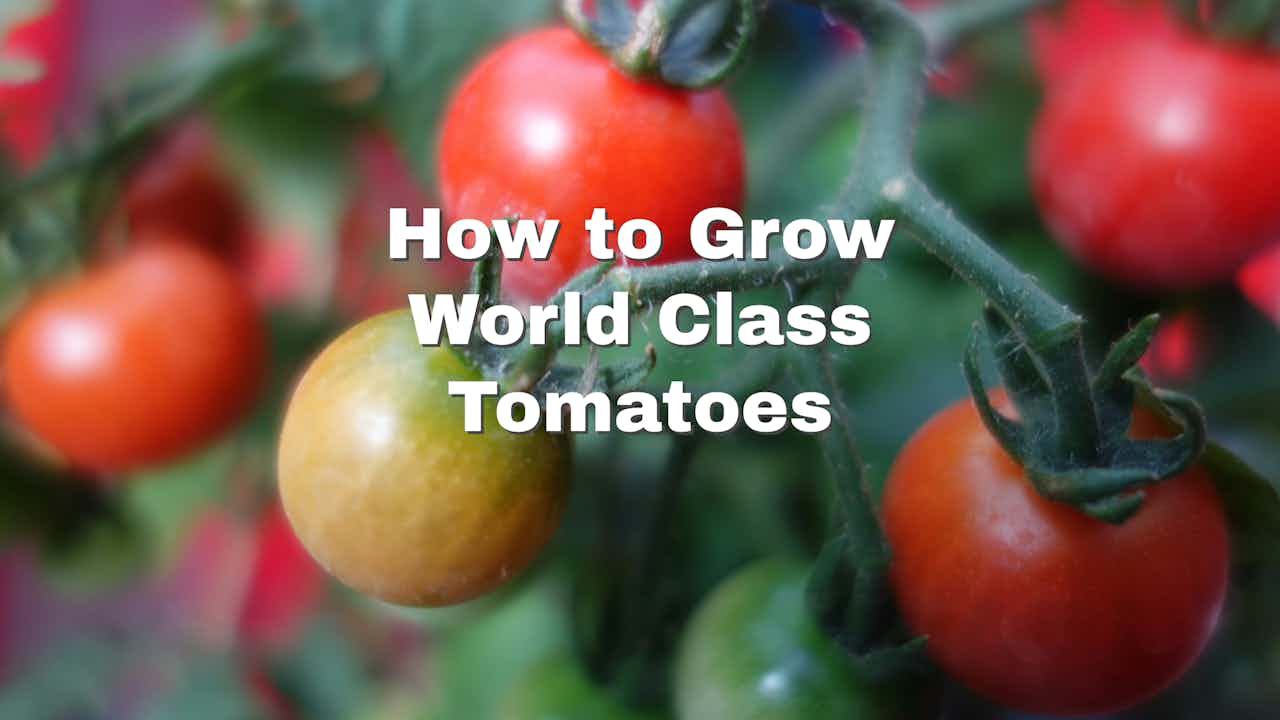 how to grow tomatoes