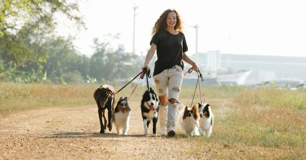 A young woman walks dogs.