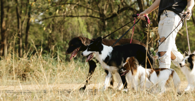 walking dog
